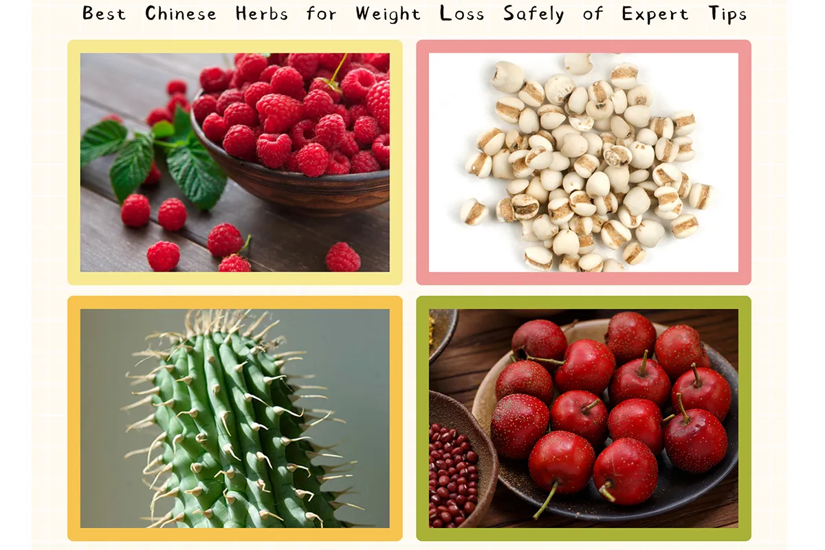 Best Chinese Herbs for Weight Loss Safely of Expert Tips